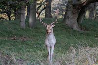 Schöne Fotografie von Tieren in den Niederlanden