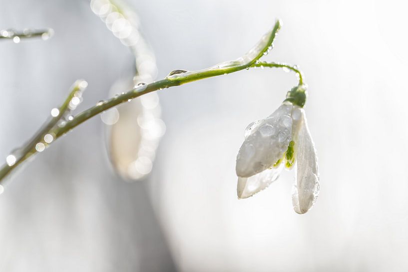 Perce-neige avec des gouttes de rosée / Perce-neige avec des gouttes de rosée par Photographie de Justin Sinner (Photographe à Texel)