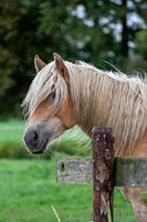 Tag der schlechten Frisur