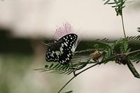 Schmetterling auf Blume