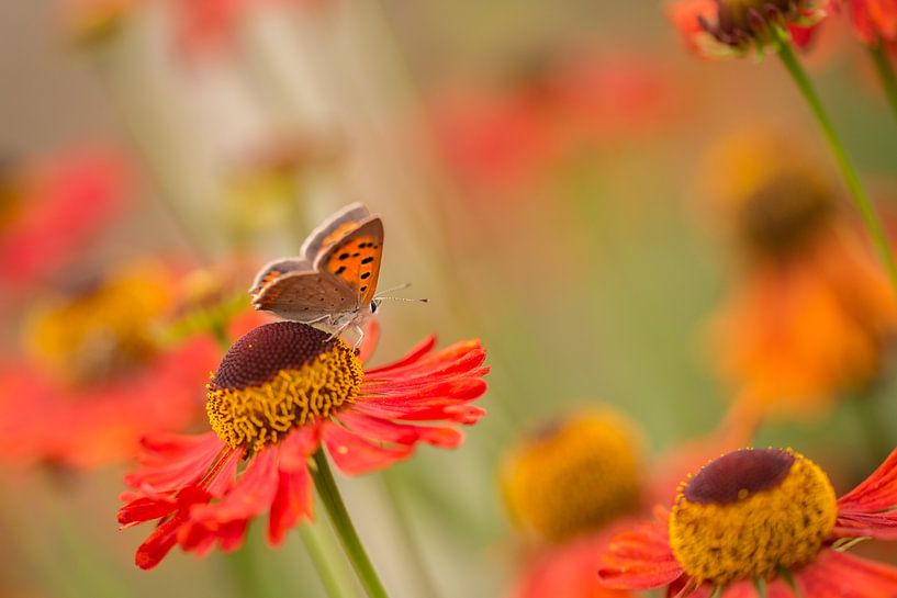 Kleine vuurvlinder by Chantal van Dooren
