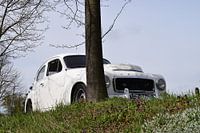 Der Rücken einer Katze