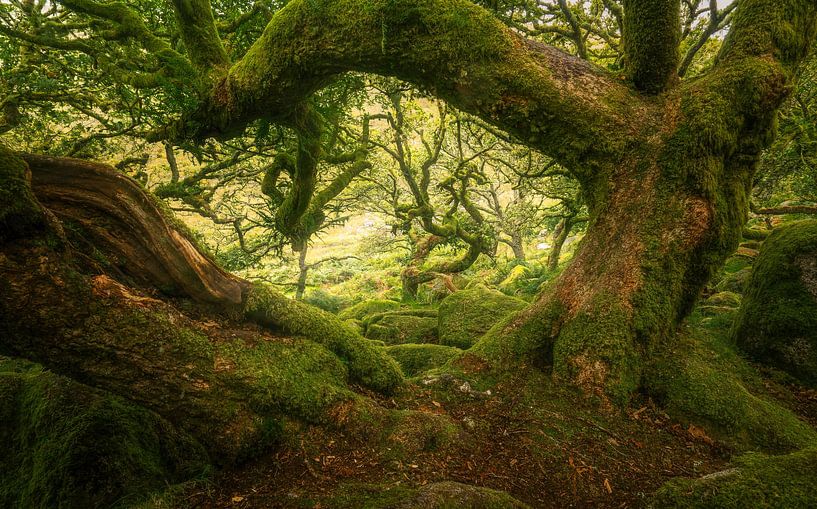 The most haunted place on Dartmoor by Loris Photography