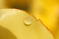 Water on a yellow flower