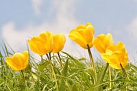 Blowing tulips in the grass