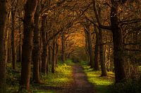 Ennemaborg Nature Forest