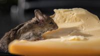 Mouse with cheese