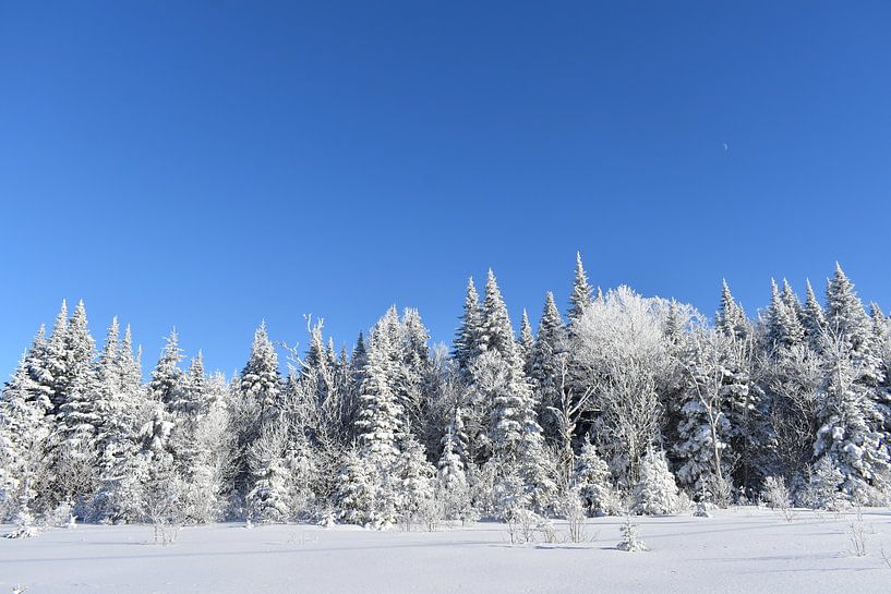 Ein eisiger Wald unter blauem Himmel von Claude Laprise