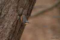 Kleiber auf der Lauer