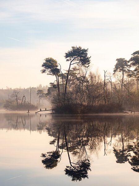 Les oiseaux dans le brouillard du matin à Oisterwijk par Evelien Oerlemans
