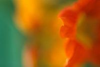Nasturtium abstract