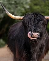 Le Highlander écossais dans le parc de Westduin