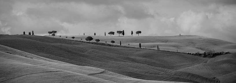 Monochrome Toskana im Format 6x17, Baumreihen in San Quirico D'Orcia von Teun Ruijters