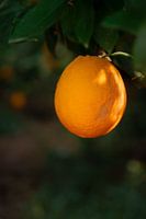 Orange Tree in the Spotlight
