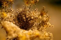 Summer Colours Of Lesvos