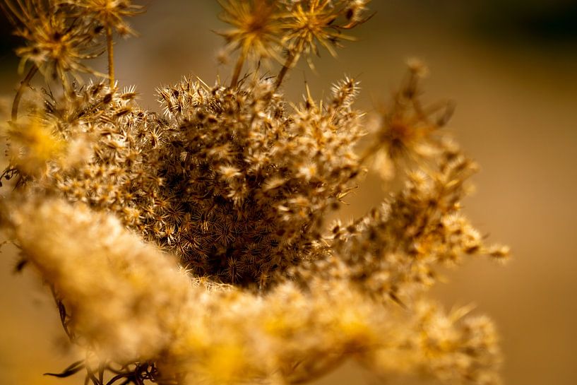 Summer Colours Of Lesvos von Urban Photo Lab