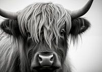 Schottisches Hochlandrind