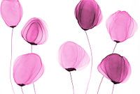 Blumen/Blüten/Blumen/ Fleurs