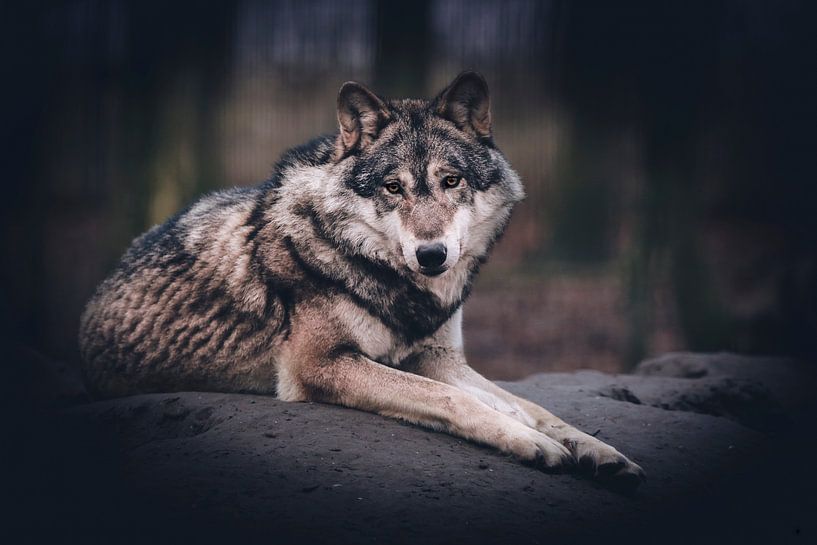 European wolf von Mark Zanderink