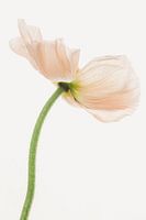 Poppy or poppy underside salmon pink