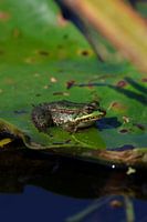 Green frog sitting on a lily pad