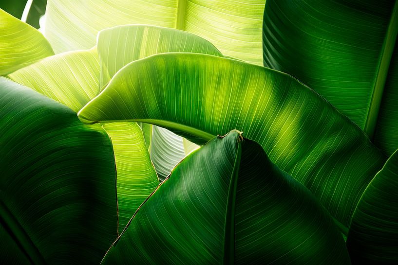 Grüne Blätter von Poster Art Shop