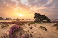 Heidekraut Sonnenaufgang Aekingerzand