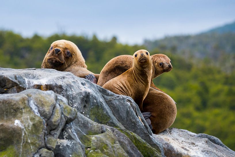 Chili - gezin zeeleeuwen van Jack Koning