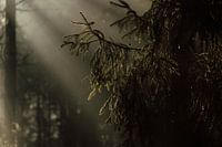 Sunbeams in the pine forest