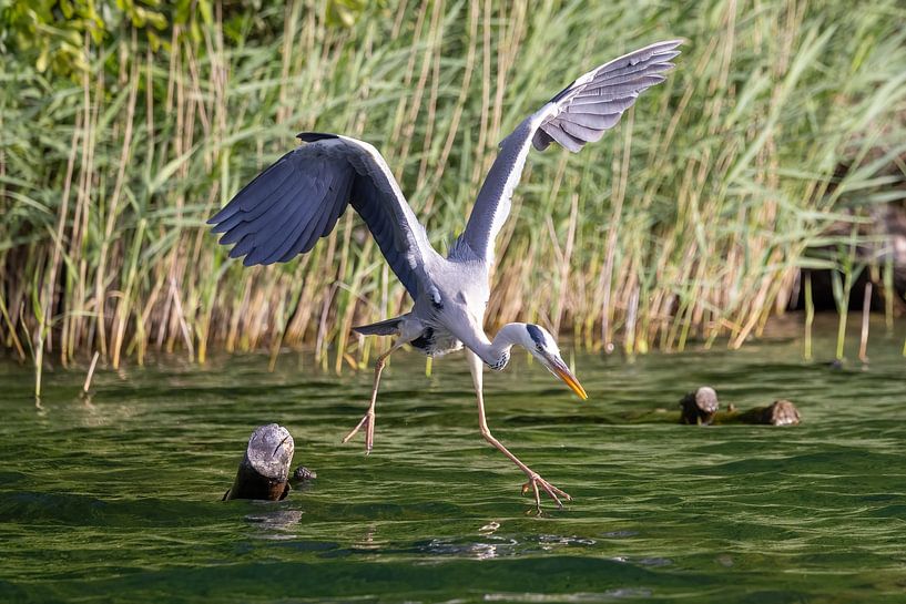 A grey heron flies off by Teresa Bauer