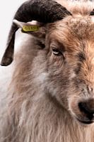 Portrait sheep - color