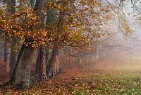 Herbstwald mit Nebel