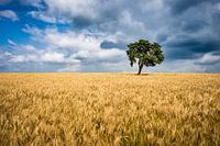 A lone tree on top of a mountain in a cornfield