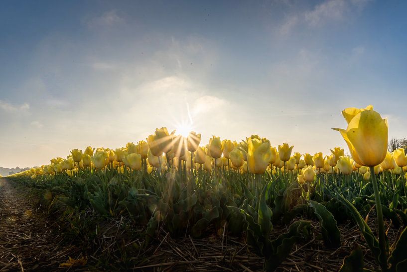 Tulpenfeld (1) von Cor Tervoort