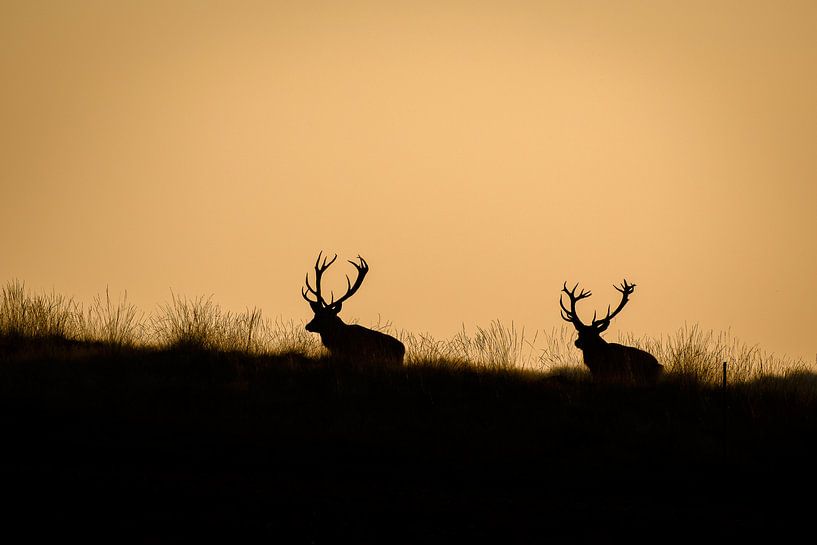 Cerf élaphe par Andy van der Steen - Fotografie