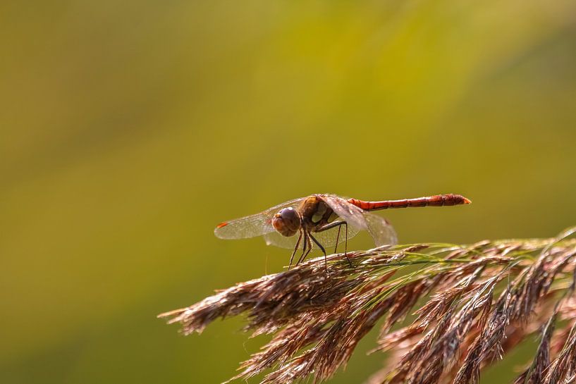Libelle auf Schilfrohrfeder von Bas Maas