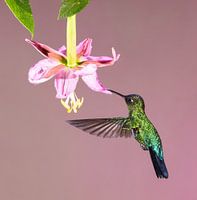 Hummingbird Talamanca in Costa Rica