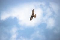 Marsh harrier in flight