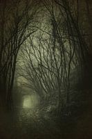 Verwunschene Wälder