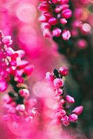 farbenfroh blühende Heidepflanzen