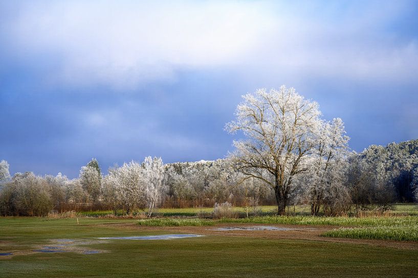 Winter landscape with trees covered in frost by ManfredFotos
