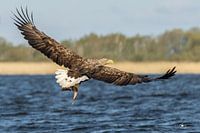 Pygargue à tête blanche avec un poisson capturé