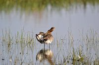 Grutto even de veertjes wassen