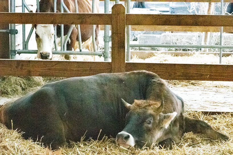 Cows in old cowshed by Truckpowerr