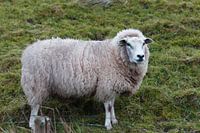 Moutons au fond de la digue