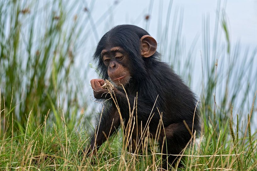 baby chimpanzee by gea strucks