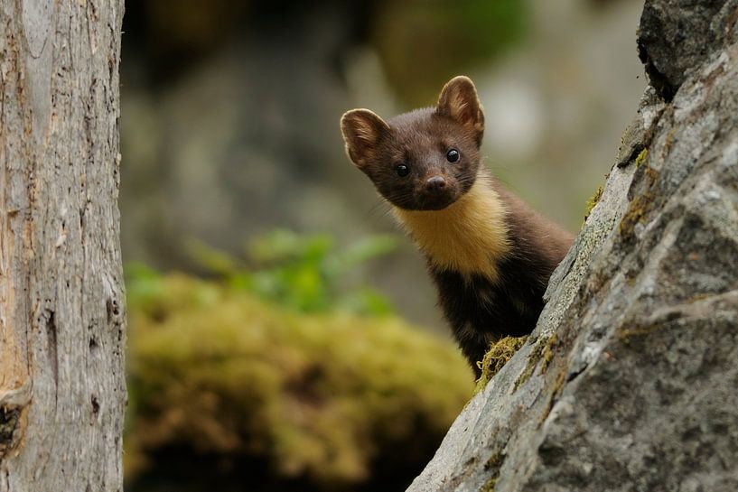 Baummarder von Tariq La Brijn