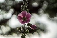 Althaea rosea bokeh