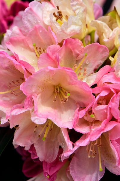 Les fleurs roses d&#039;un rhododendron par Gerard de Zwaan