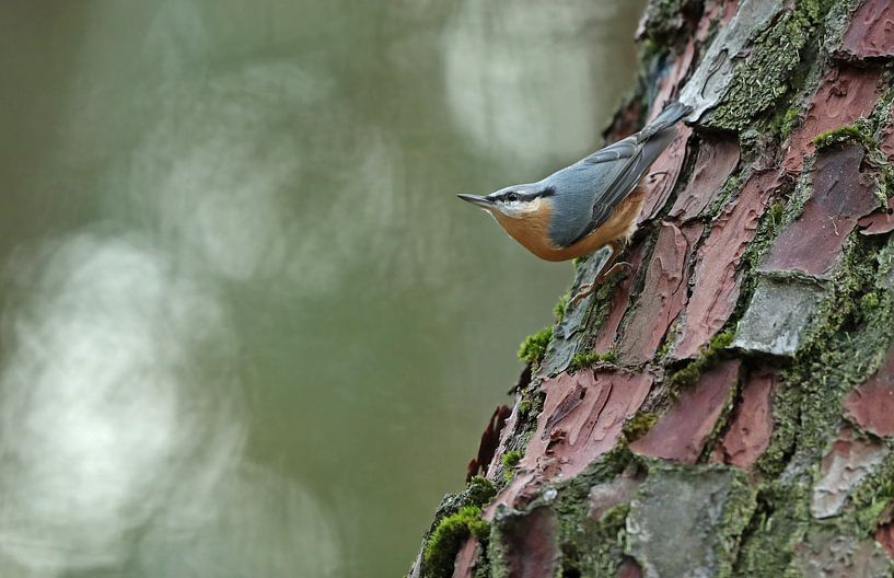 Boomklever op de uitkijk par Michel de Beer